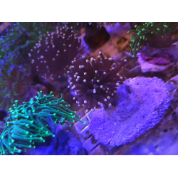 Euphyllia glabrescens Joker